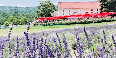 Maryland Lavender Festival at Springfield Manor SUNDAY June 23 primary image