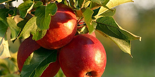 Hauptbild für Thinning + Watering Fruit Trees