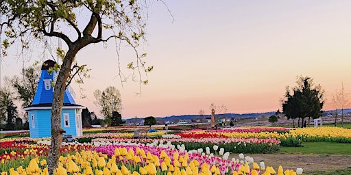Immagine principale di Tulip Festival 2024 