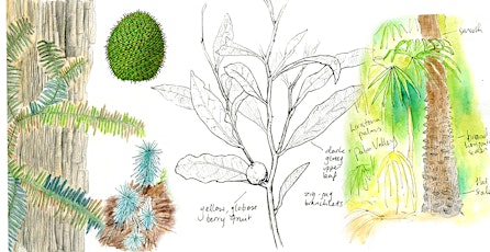 Plant diversity & evolution: Nature journaling workshop primary image
