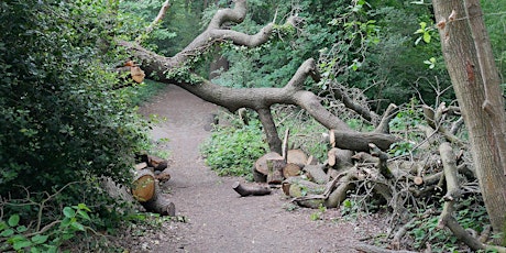 Pathways,  Verges and Scallops in Oxleas Woodlands