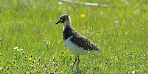 Imagem principal de RSPB Wallasea Island