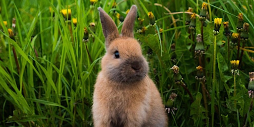 Bunny Tales at Cambridge Central Library primary image