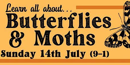 Imagem principal de Learn all about Butterflies and Moths