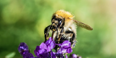 Imagen principal de Brilliant Bumbles - Bumblebee Identification session The Paddock