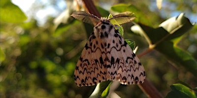 Imagem principal de Moth Morning at The Paddock