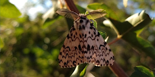 Moth Morning at The Paddock primary image