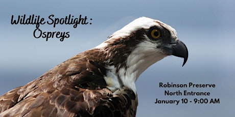 Wildlife Spotlight: Ospreys primary image