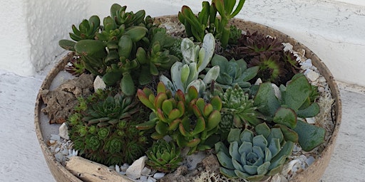 Primaire afbeelding van Open succulent terrarium