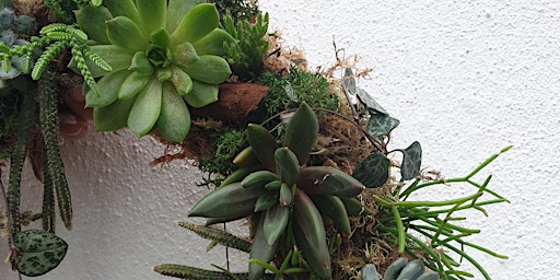Living wreath making with succulents  primärbild