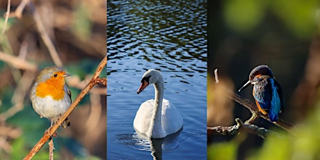 Bird photography walk at Walthamstow Wetlands primary image