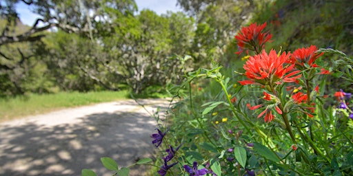 Imagem principal de Big Sur Land Trust 'Birds and Blooms' walk at Marks Ranch