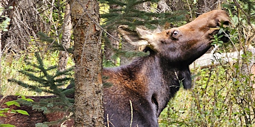 Immagine principale di Women Hiking KS and Beyond - Estes Park, CO - Rocky Mtn Natl Park - 2024 