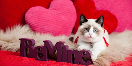 Valentine Cat Yoga primary image