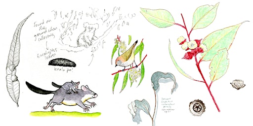 Image principale de Eucalypts and their relatives: Nature journaling workshop