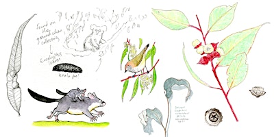 Eucalypts and their relatives: Nature journaling workshop primary image