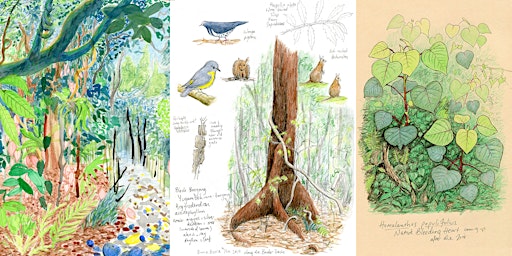 Primaire afbeelding van Rainforest trees in space and time: Nature journaling workshop