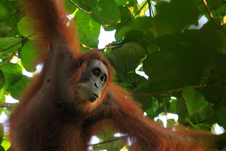 Rescuing Orangutans and Saving Rainforests image