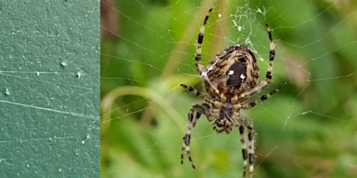 Primaire afbeelding van Spider Night