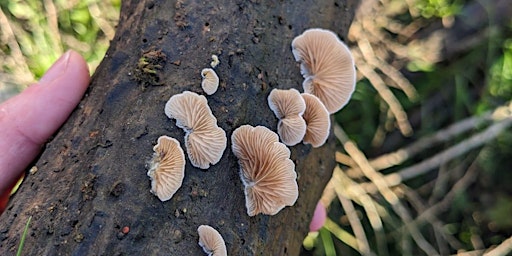 Primaire afbeelding van Fantastic Fungi Saturday Walk