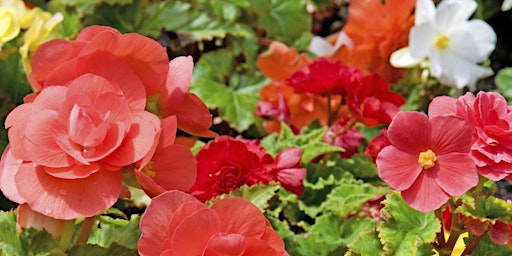 Begonias for Form & Flower with  Stan da Prato primary image