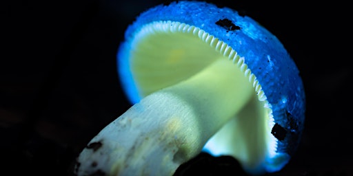 Biofluorescent Night Walk  at Broadland Country Park primary image