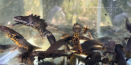 Primaire afbeelding van Great Crested Newts (Surrey) - Ecology, Survey and Licensing