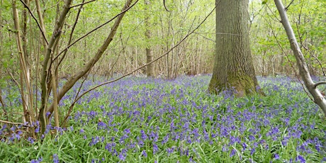 Spring wildflower walk EOC