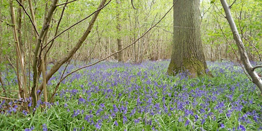 Spring wildflower walk EOC  primärbild