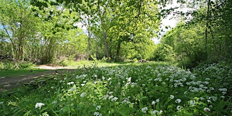 Spring weekend wildflower walk EOC