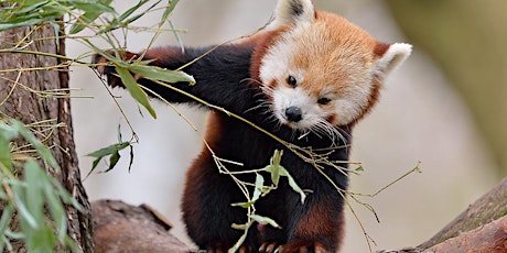 Edinburgh Zoo - Junior Nature Photography Workshop