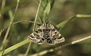 Mothing morning