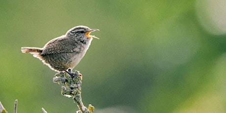 Dawn Chorus Ranger Walk