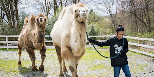 Primaire afbeelding van Class-Act Camels