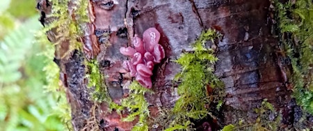 Fungi Foray and Tree Walk with Clwydian Range AONB Rangers primary image