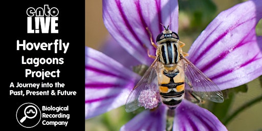Hoverfly Lagoons Project: A Journey into the Past, Present and Future  primärbild