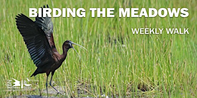 Primaire afbeelding van Birding the Meadows