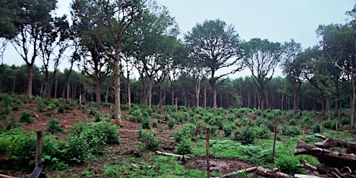 Hauptbild für Introduction to Coppice Silviculture