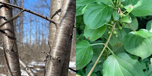 Space Invaders: Trees and Shrubs That Don't Belong primary image