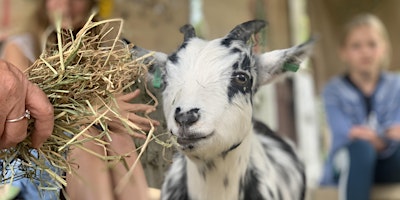 Imagen principal de Meet and Greet our three sociable pygmy goats, all ages, £5 per person