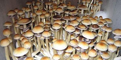 Image principale de EnchantMycelium: A Journey into Psychedelic Mushroom Cultivation!!!