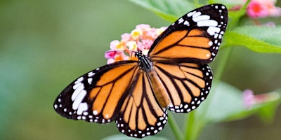 Imagem principal de Butterfly Basics