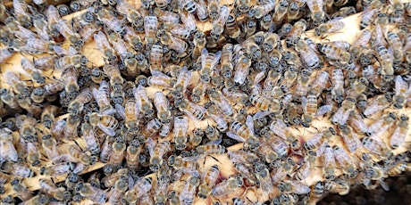 Primaire afbeelding van Beekeeping: Is it for me?-online event- Wed., March 13th, 6p-8p