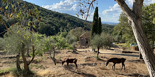 Primaire afbeelding van TUSCANY YOGA RETREAT - LA DOLCE VITA