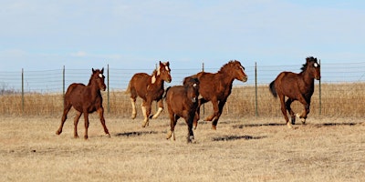 Denim and Diamonds Fundraiser for Wild Rose Mustangs primary image