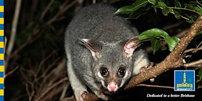 Night Adventure - Raven St Reserve primary image