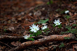 Imagem principal de Ancient Woodland Indicators