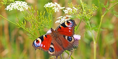 Walk on the Wildside, Stoke Park