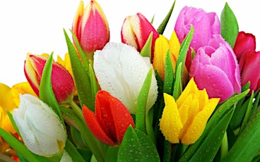 Tulips primary image
