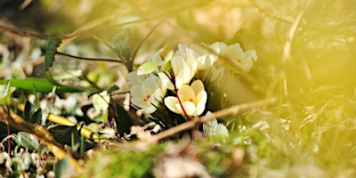 Hauptbild für Unwind in the Woods: forest bathing at Salcey